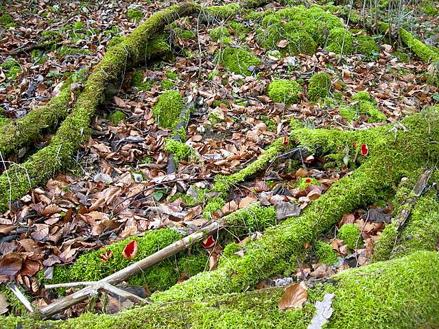 Nel  Regno  della  Jurana